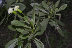 Kleinia grandiflora